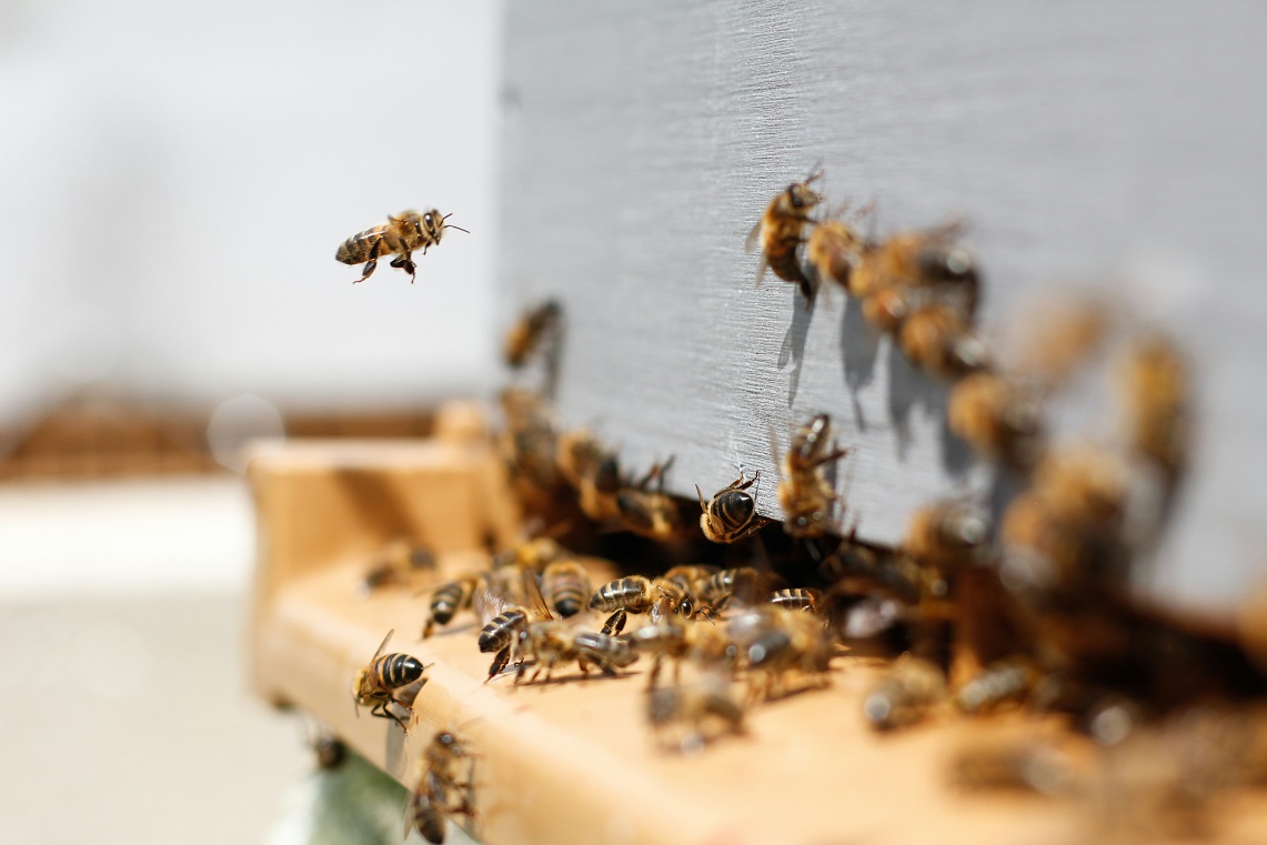 Keeping bees with a smile a beginners guide to beekeeping success
