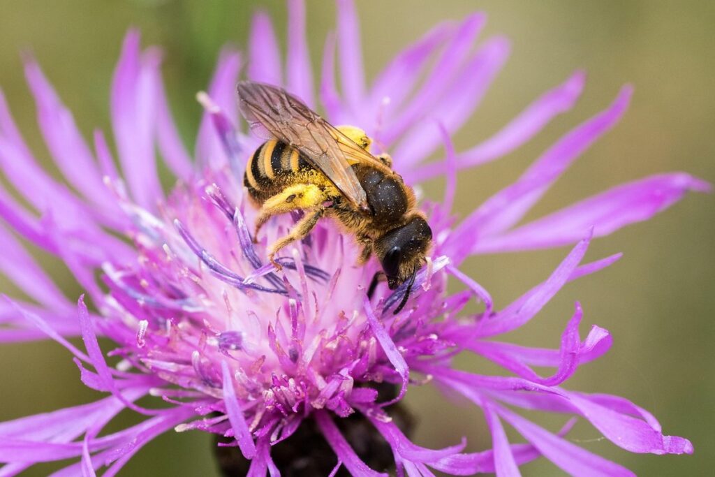 a. mellifera