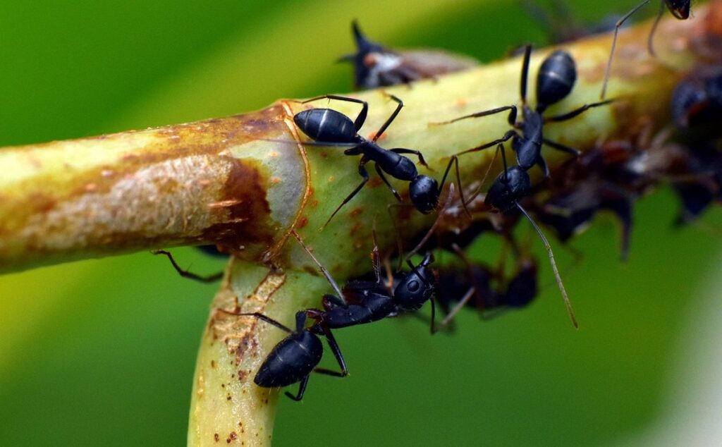 ant lasius niger