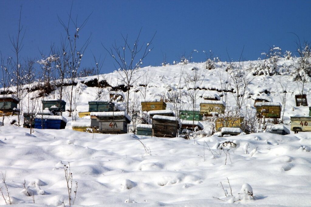 apiculture degree