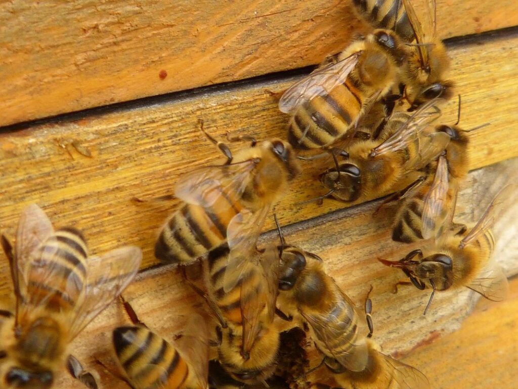 apis mellifera bees