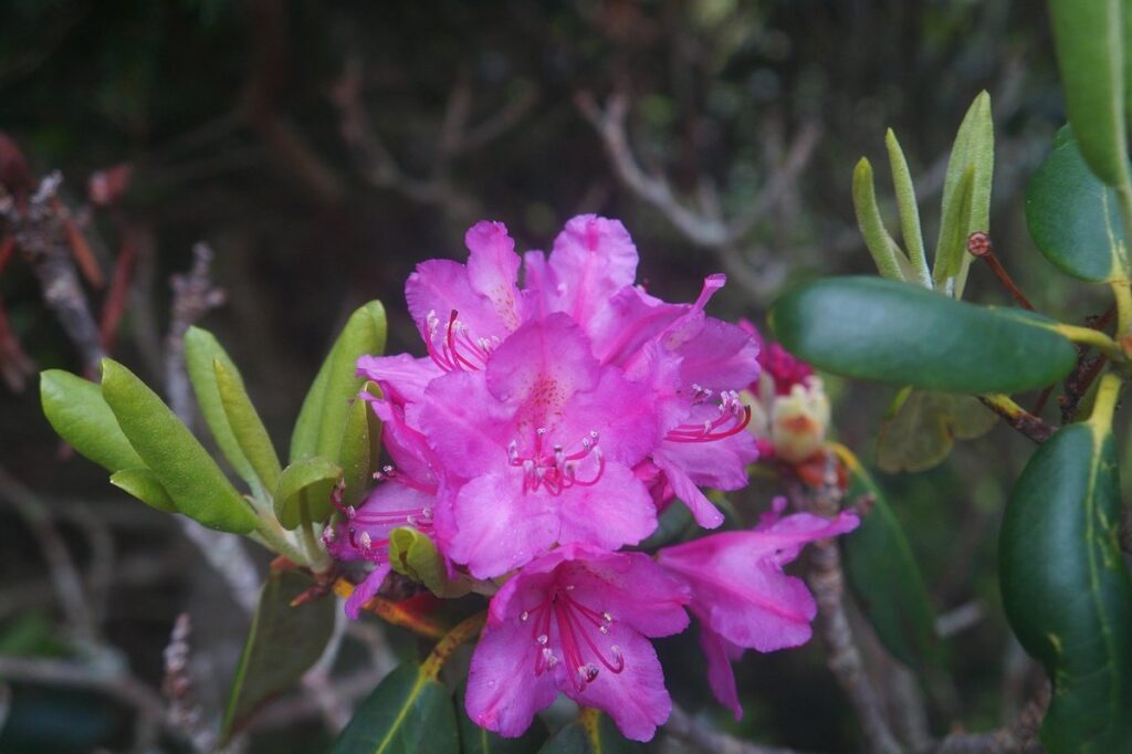 appalachian flowers