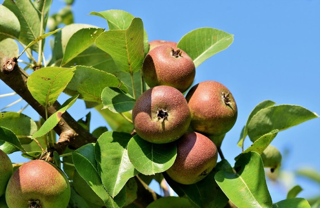 apple tree hedgerow