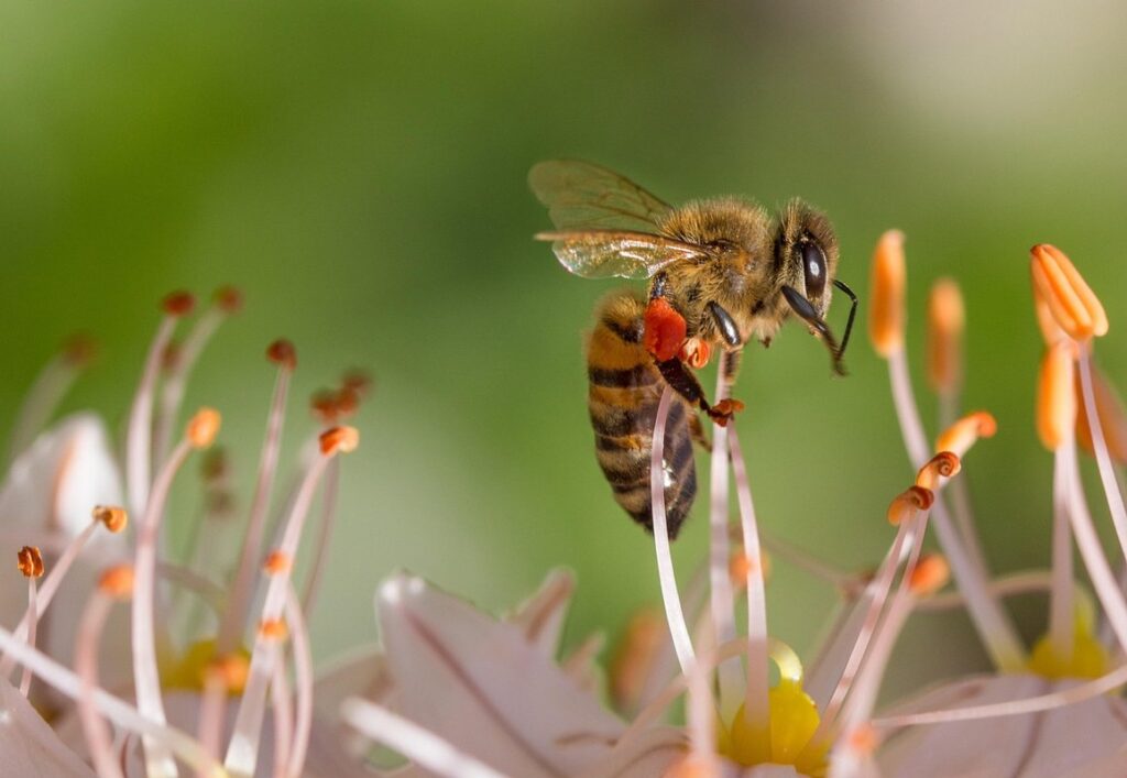 bee biology