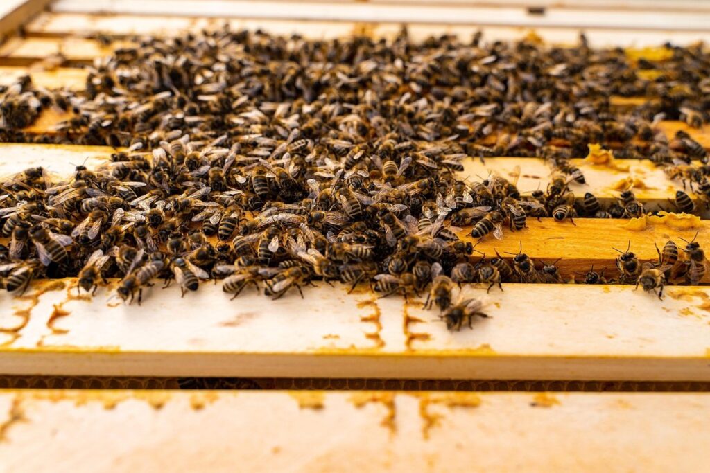 Bee brood box