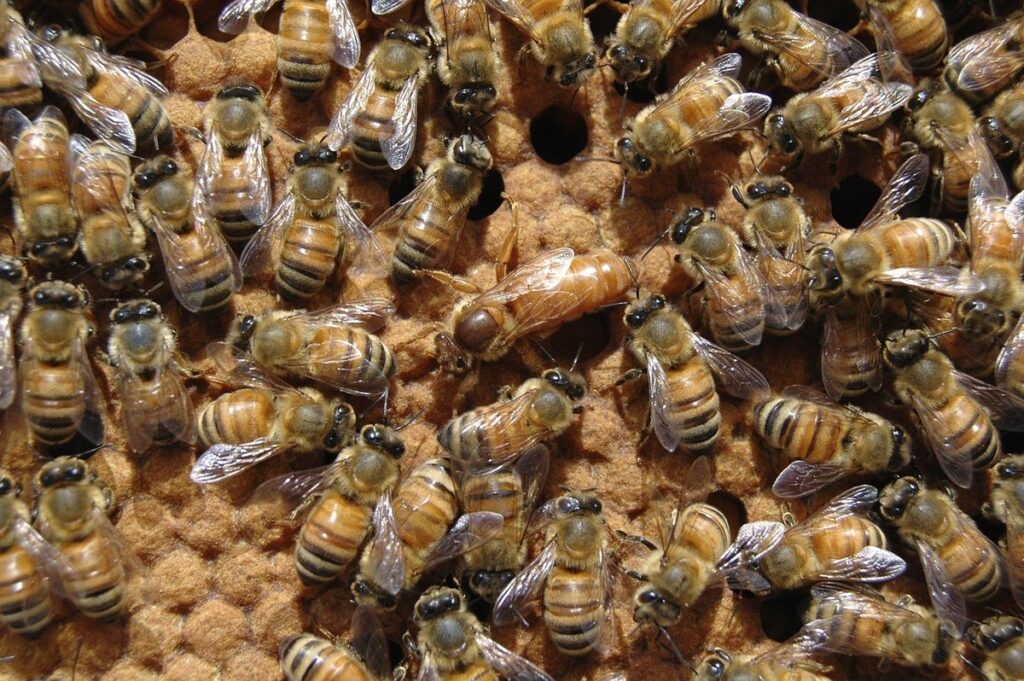 queen bee and hive