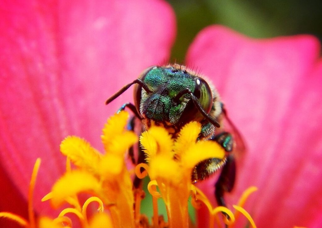 what bee is going extinct