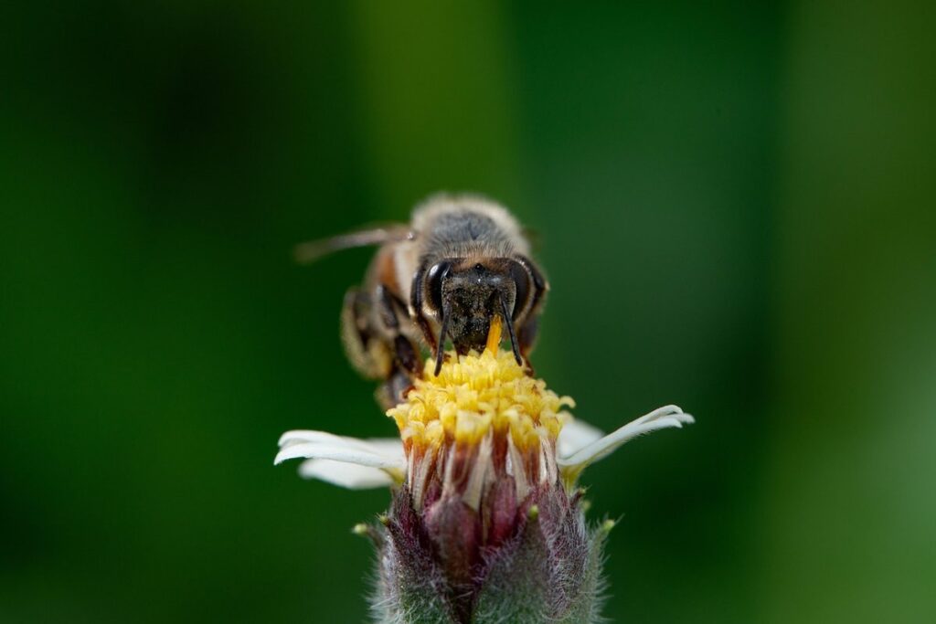 bee feeding practices
