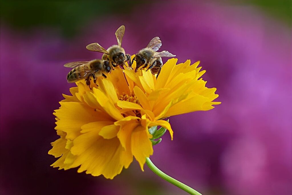 bee foraging