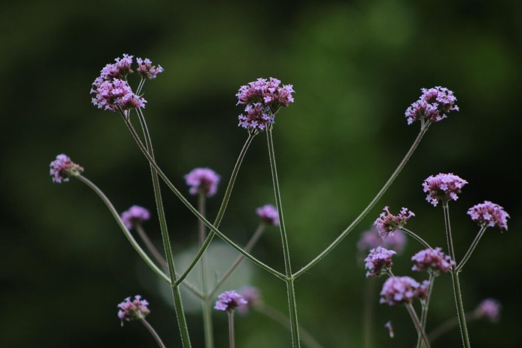 bee-friendly recipes