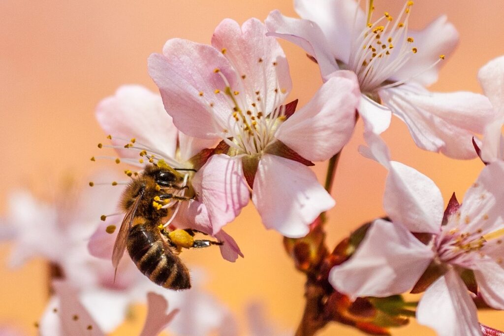 bee gardens