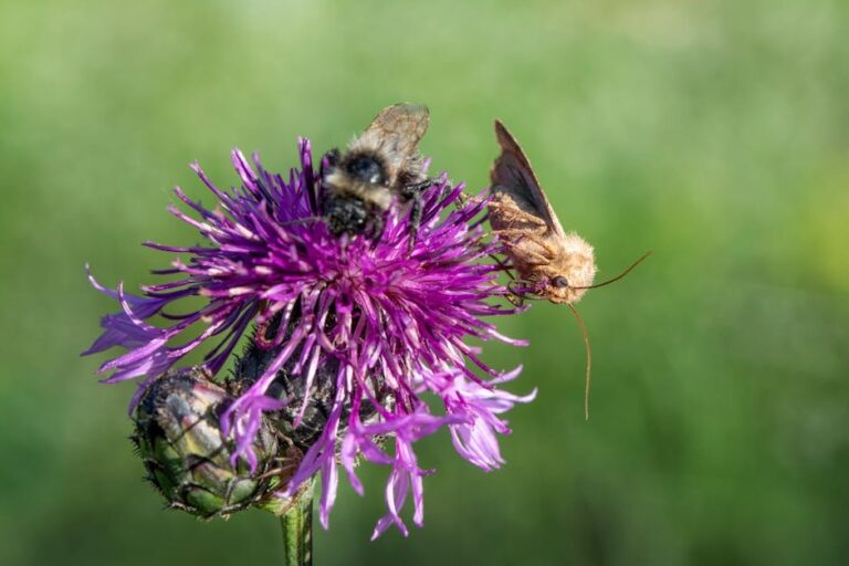 bumble bee identification chart