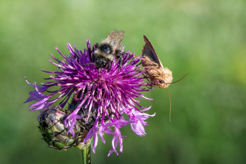 Bee identification chart -> bee identification