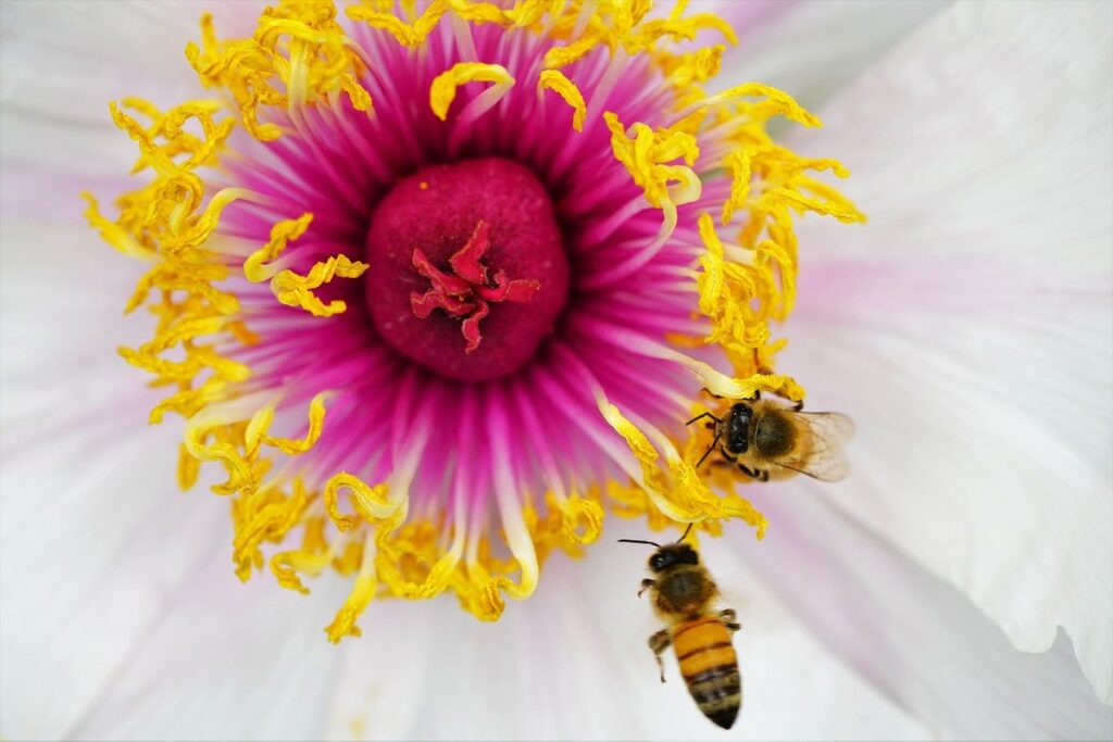 yellow and red bee