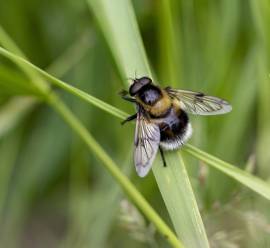 bee mimic fly