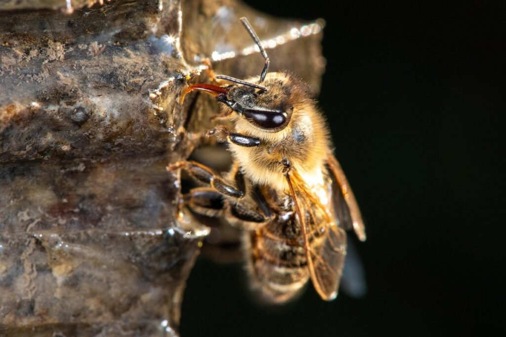how do you transport bees