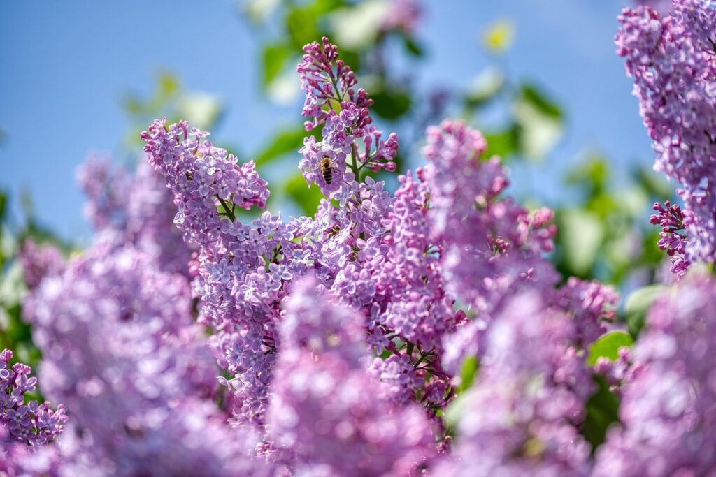 honey bees on a tree