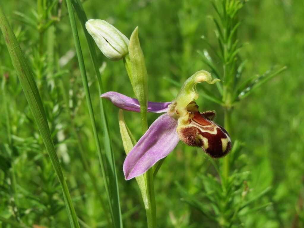 bee orchid ophrys