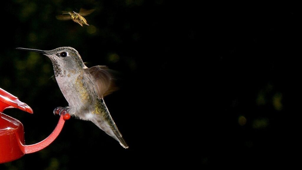 pail feeders for bees