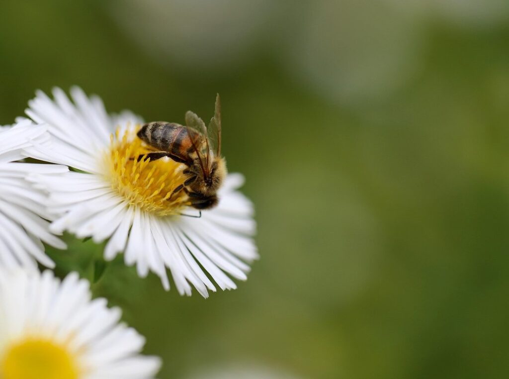 bee pollination facts