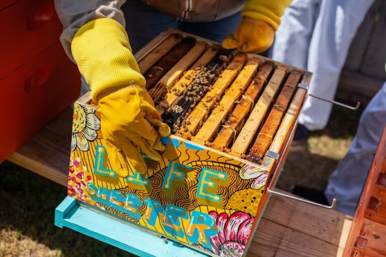 bee queen life cycle