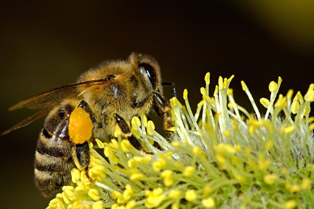 bee's wings