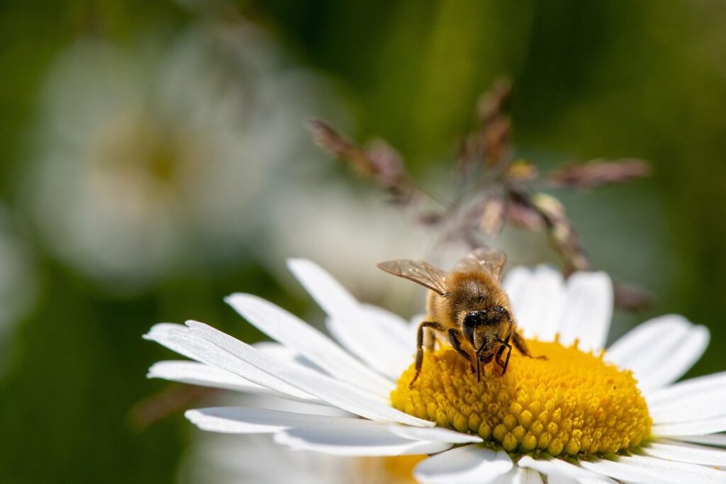 bee species identification