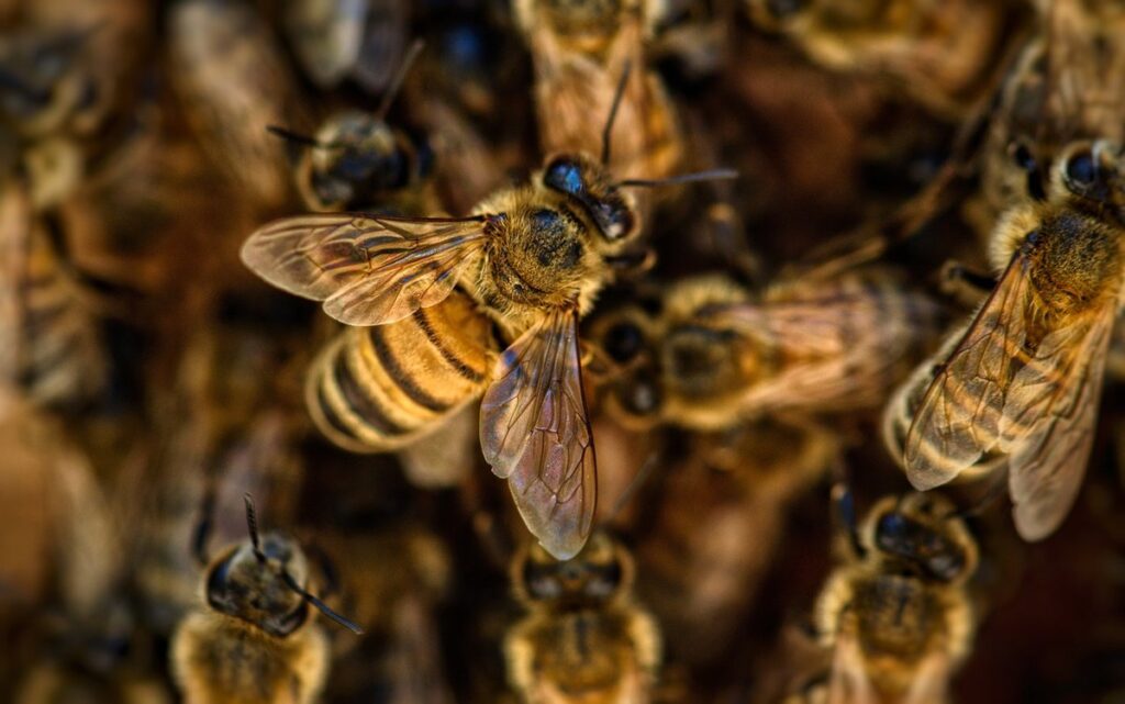 how to prevent bee stings
