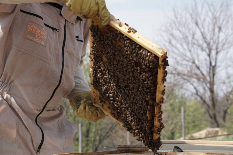 honey bee swarm management
