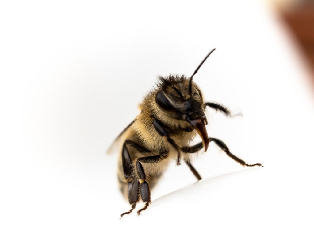 bee tongue