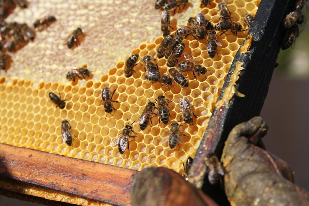 bee wax foundation