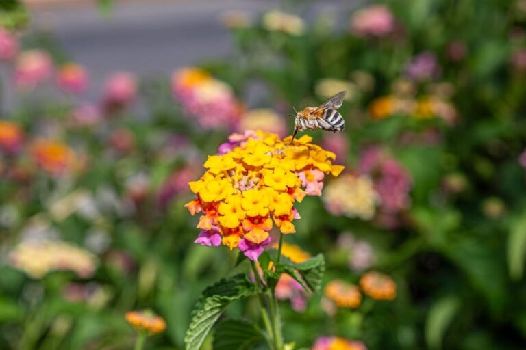 bee with orange bum