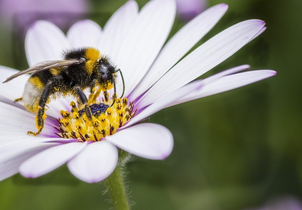 bee with white tail