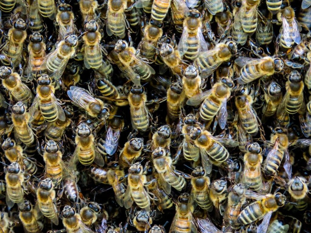 assembling a bee hive