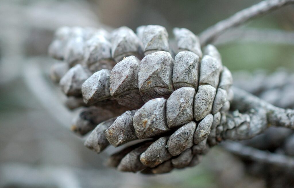 beehive cone
