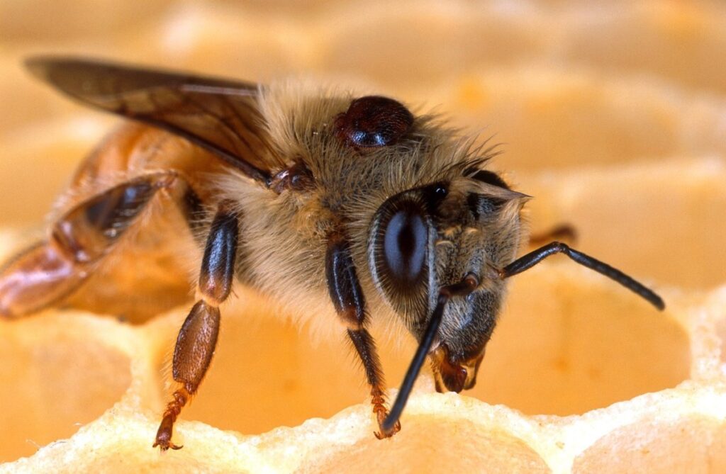 beehive disease