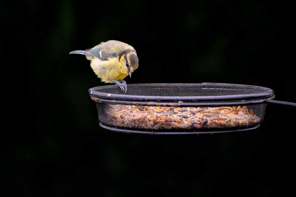 top feeder for beehive