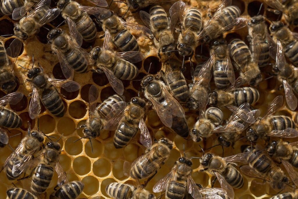 beehive queen cell