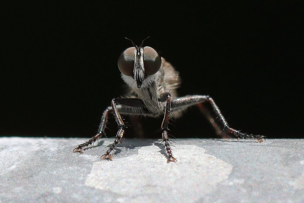 beehive robber screen