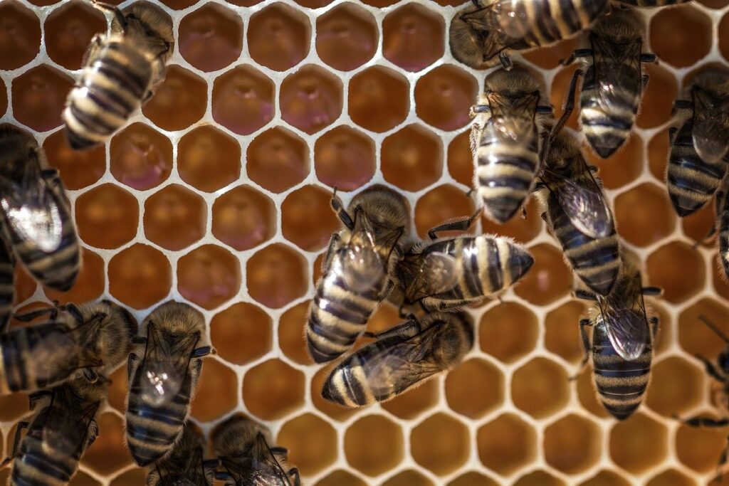 beehive wax foundation