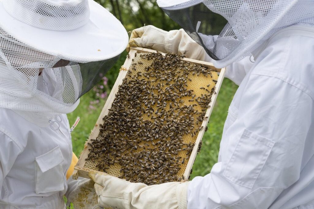 how do beekeepers breed queen bees