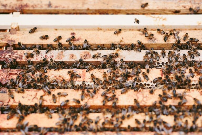 beekeeping and food production