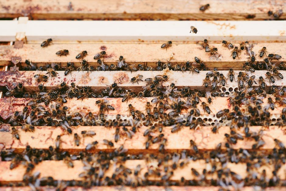 Beekeeping and food production -> Beekeeping in farm