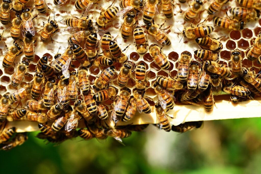 beekeeping and pollinators