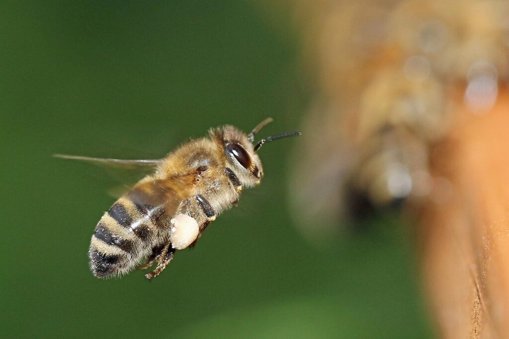 beekeeping collectives