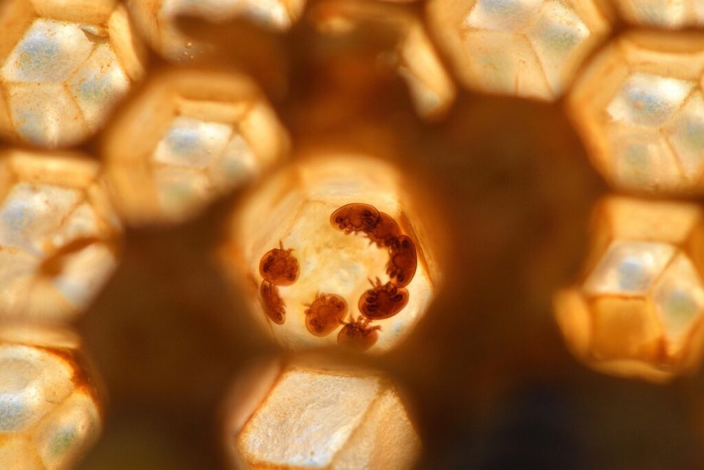 beekeeping parasites