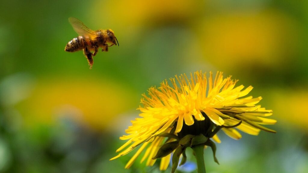 beekeeping pollen