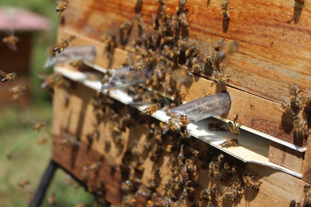 beekeeping pollen patties