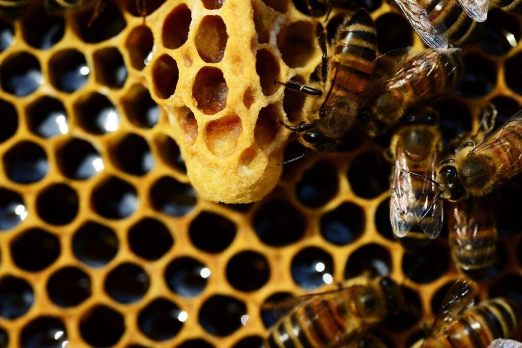 beekeeping queen cups