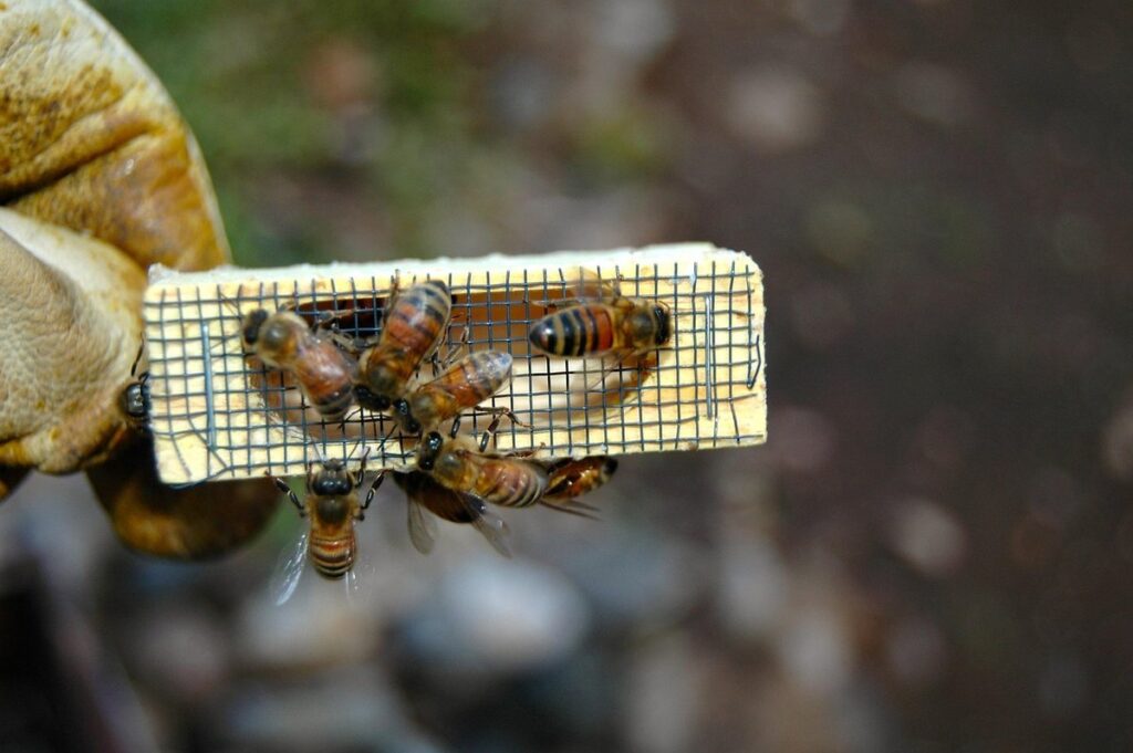 queen beekeeping